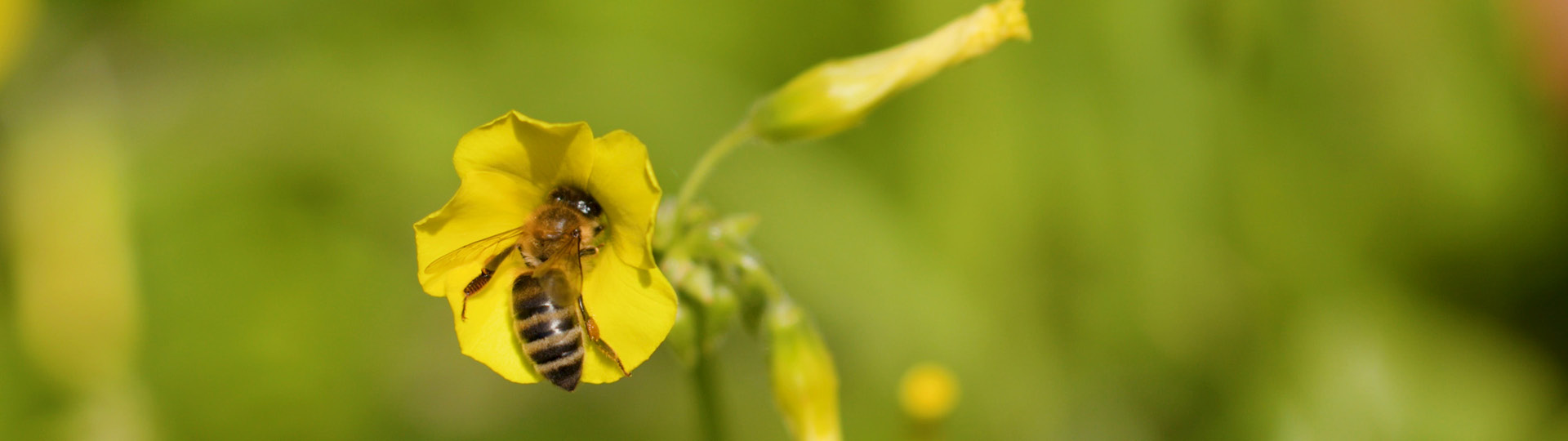 Wesbite_Header_Biene